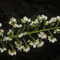 Xiphidium caeruleum Aubl.
